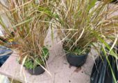 Pheasant tail grass plant