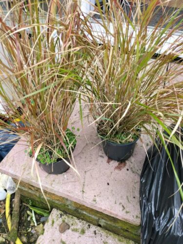 Pheasant tail grass plant