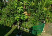 One Bed fully furnished studio villa for short term rent Eroor, Kochi